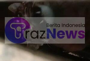 Polres Lampung Barat Berhasil Ungkap Kasus Perdagangan Illegal Satwa liar Kucing Hutan.