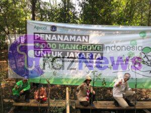 Lestarikan Jakarta, Apical Group Bersama Pemprov DKI Jakarta Tanam Ratusan Mangrove di Cilincing