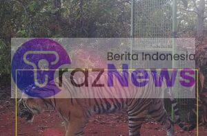 Harimau Kembali Tertangkap Kamera Pengawas, Polres Pesisir Barat Polda Lampung Himbau Warga Waspada !!!