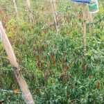 Harga Anjlok, Petani Cabai dan Tomat di Pekon Giham Sukamaju Menjerit!