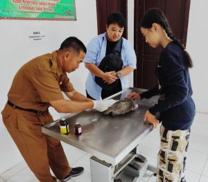 Suaka Cinta di Jantung Lampung Barat: Perjuangan Nabila Merawat Kucing-Kucing Terlantar