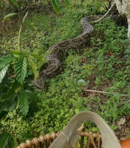 Warga Sunur 2 Resah, Ular Sanca  Sepanjang Hampir 5 Meter Berulang Kali Muncul di Kebun Kopi.