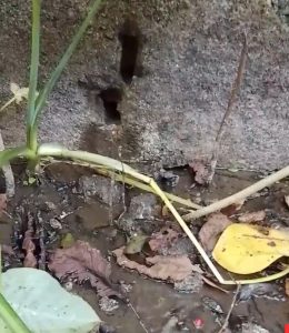 Diduga Limbah Cair SPPG Sekincau 1 Meresap ke Kebun Warga, Program MBG Kembali Disorot