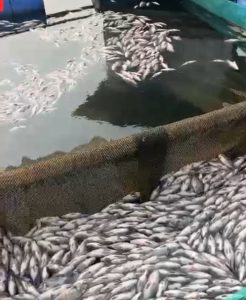 Ribuan ikan di KJA Danau Ranau Lumbok Seminung Mati Mendadak, Kerugian Ratusan Juta