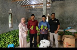 Dari Kebun ke Meja Wisatawan, Alpukat Lumbok Seminung Lampung Barat Jadi Potensi Unggulan