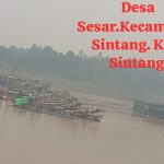 MARAKNYA PETI DI SESAR DISOROT, WARGA KHAWATIR ARUS SUNGAI KAPUAS TERGANGGU DAN TANAH LONGSOR